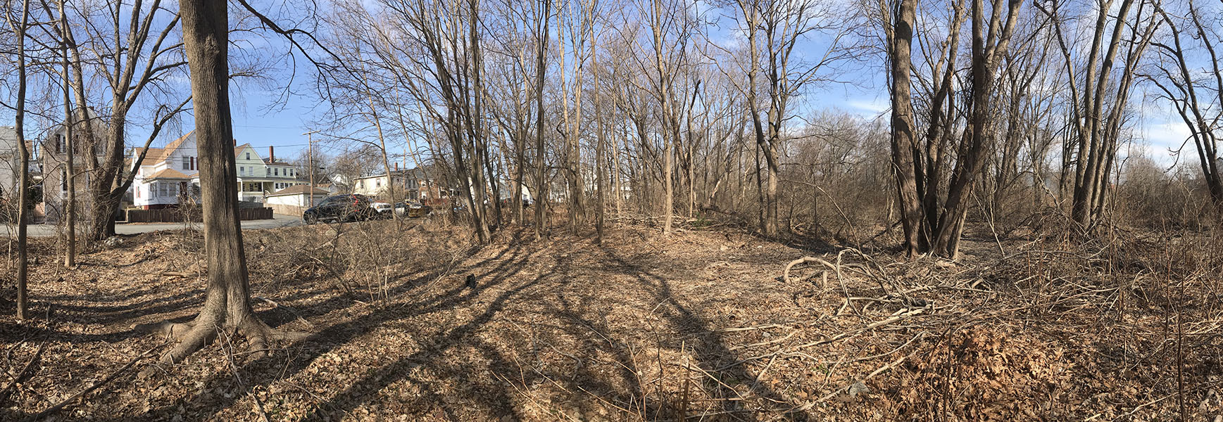 Wooded Area in New England Town, Bare and Brown in Winter